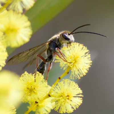 Thynninae (subfamily) (Smooth flower wasp) at Uriarra Recreation Reserve - 6 Aug 2023 by KorinneM