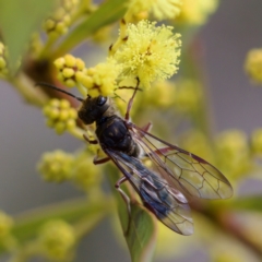 Thynninae (subfamily) at Uriarra Recreation Reserve - 6 Aug 2023