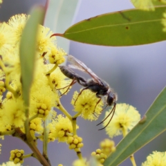 Thynninae (subfamily) at Uriarra Recreation Reserve - 6 Aug 2023