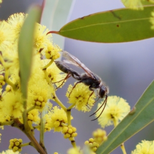 Thynninae (subfamily) at Uriarra Recreation Reserve - 6 Aug 2023 01:26 PM