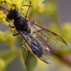 Thynninae (subfamily) at Uriarra Recreation Reserve - 6 Aug 2023