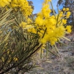 Acacia boormanii (Snowy River Wattle) at McQuoids Hill - 11 Aug 2023 by HelenCross