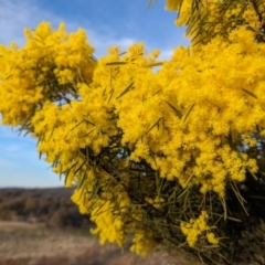 Acacia boormanii at Tuggeranong, ACT - 11 Aug 2023 04:38 PM