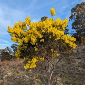 Acacia boormanii at Tuggeranong, ACT - 11 Aug 2023