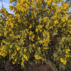 Acacia vestita (Hairy Wattle) at McQuoids Hill - 11 Aug 2023 by HelenCross