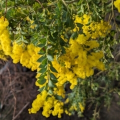 Acacia vestita at Tuggeranong, ACT - 11 Aug 2023 04:41 PM