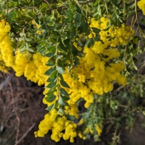 Acacia vestita at Tuggeranong, ACT - 11 Aug 2023 04:41 PM