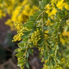 Acacia vestita at Tuggeranong, ACT - 11 Aug 2023 04:41 PM