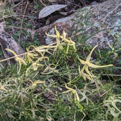 Clematis leptophylla (Small-leaf Clematis, Old Man's Beard) at Tuggeranong, ACT - 11 Aug 2023 by HelenCross