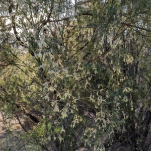 Clematis leptophylla at Tuggeranong, ACT - 11 Aug 2023 04:49 PM