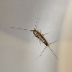 Unidentified Silverfish (Zygentoma) at Braidwood, NSW - 11 Aug 2023 by MatthewFrawley