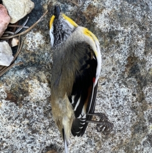 Pardalotus striatus at Murrumbateman, NSW - 11 Aug 2023