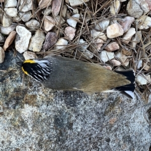 Pardalotus striatus at Murrumbateman, NSW - 11 Aug 2023