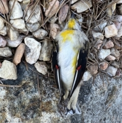 Pardalotus striatus at Murrumbateman, NSW - 11 Aug 2023