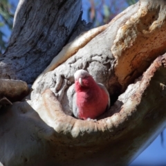 Eolophus roseicapilla (Galah) at Wellington Point, QLD - 9 Aug 2023 by TimL