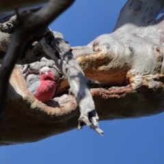 Eolophus roseicapilla at Wellington Point, QLD - 10 Aug 2023