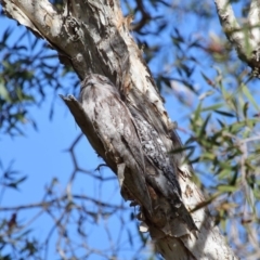 Podargus strigoides (Tawny Frogmouth) at Ormiston, QLD - 10 Aug 2023 by TimL