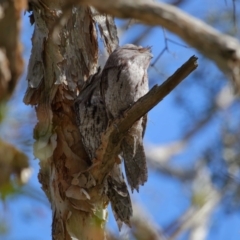 Podargus strigoides at Ormiston, QLD - 10 Aug 2023