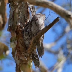 Podargus strigoides at Ormiston, QLD - 10 Aug 2023 09:14 AM