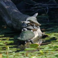 Unidentified Turtle at Ormiston, QLD - 10 Aug 2023 by TimL