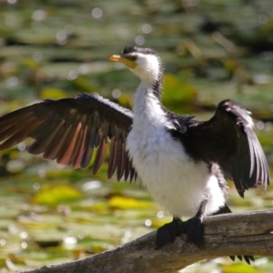 Microcarbo melanoleucos at Ormiston, QLD - 10 Aug 2023