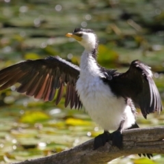 Microcarbo melanoleucos (Little Pied Cormorant) at Ormiston, QLD - 9 Aug 2023 by TimL