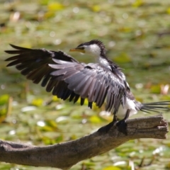 Microcarbo melanoleucos at Ormiston, QLD - 10 Aug 2023