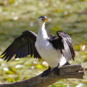 Microcarbo melanoleucos at Ormiston, QLD - 10 Aug 2023