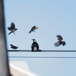 Gymnorhina tibicen at Ormiston, QLD - 10 Aug 2023 09:33 AM