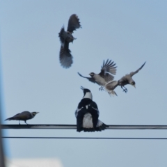 Gymnorhina tibicen at Ormiston, QLD - 10 Aug 2023