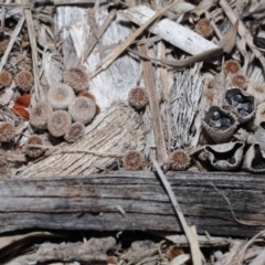 Unidentified Cup with one or more 'eggs' inside [birds nest fungi and cannonball fungus] at Wellington Point, QLD - 9 Aug 2023 by TimL