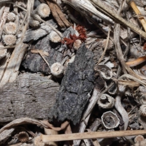 Cyathus sp. at Wellington Point, QLD - 10 Aug 2023 09:01 AM