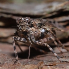 Unidentified at suppressed - 10 Aug 2023