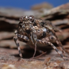 Erilla turneri at Wellington Point, QLD - 10 Aug 2023 09:46 AM