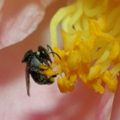 Tetragonula carbonaria at Wellington Point, QLD - 11 Aug 2023 by TimL