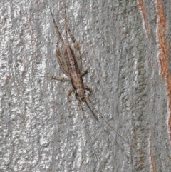 Unidentified Cricket (Orthoptera, several families) at Wellington Point, QLD - 11 Aug 2023 by TimL