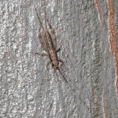 Unidentified Cricket (Orthoptera, several families) at Wellington Point, QLD - 11 Aug 2023 by TimL