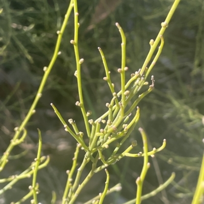 Omphacomeria acerba (Leafless Sour-bush) at Tinderry, NSW - 11 Aug 2023 by JaneR