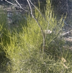 Omphacomeria acerba at Tinderry, NSW - 11 Aug 2023