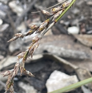 Lepidosperma laterale at Tinderry, NSW - 11 Aug 2023 02:30 PM