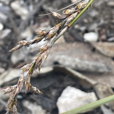 Lepidosperma laterale (Variable Sword Sedge) at Tinderry, NSW - 11 Aug 2023 by JaneR