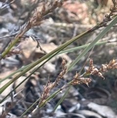 Lepidosperma laterale at Tinderry, NSW - 11 Aug 2023 02:30 PM