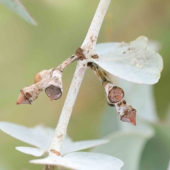 Eucalyptus cinerea subsp. cinerea (Argyle Apple) at Sullivans Creek, Turner - 8 Apr 2023 by ConBoekel