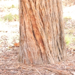 Eucalyptus cinerea subsp. cinerea at Turner, ACT - 8 Apr 2023 04:23 PM