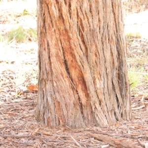 Eucalyptus cinerea subsp. cinerea at Turner, ACT - 8 Apr 2023