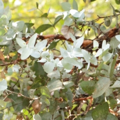 Eucalyptus cinerea subsp. cinerea at Turner, ACT - 8 Apr 2023