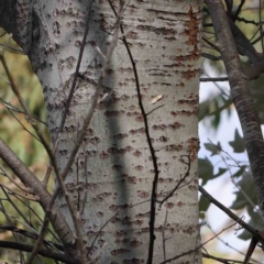 Populus alba (White Poplar) at Turner, ACT - 8 Apr 2023 by ConBoekel