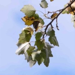 Populus alba at Turner, ACT - 8 Apr 2023 03:47 PM