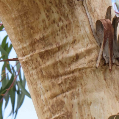 Eucalyptus pauciflora (A Snow Gum) at Turner, ACT - 8 Apr 2023 by ConBoekel