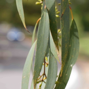 Eucalyptus pauciflora at Turner, ACT - 8 Apr 2023